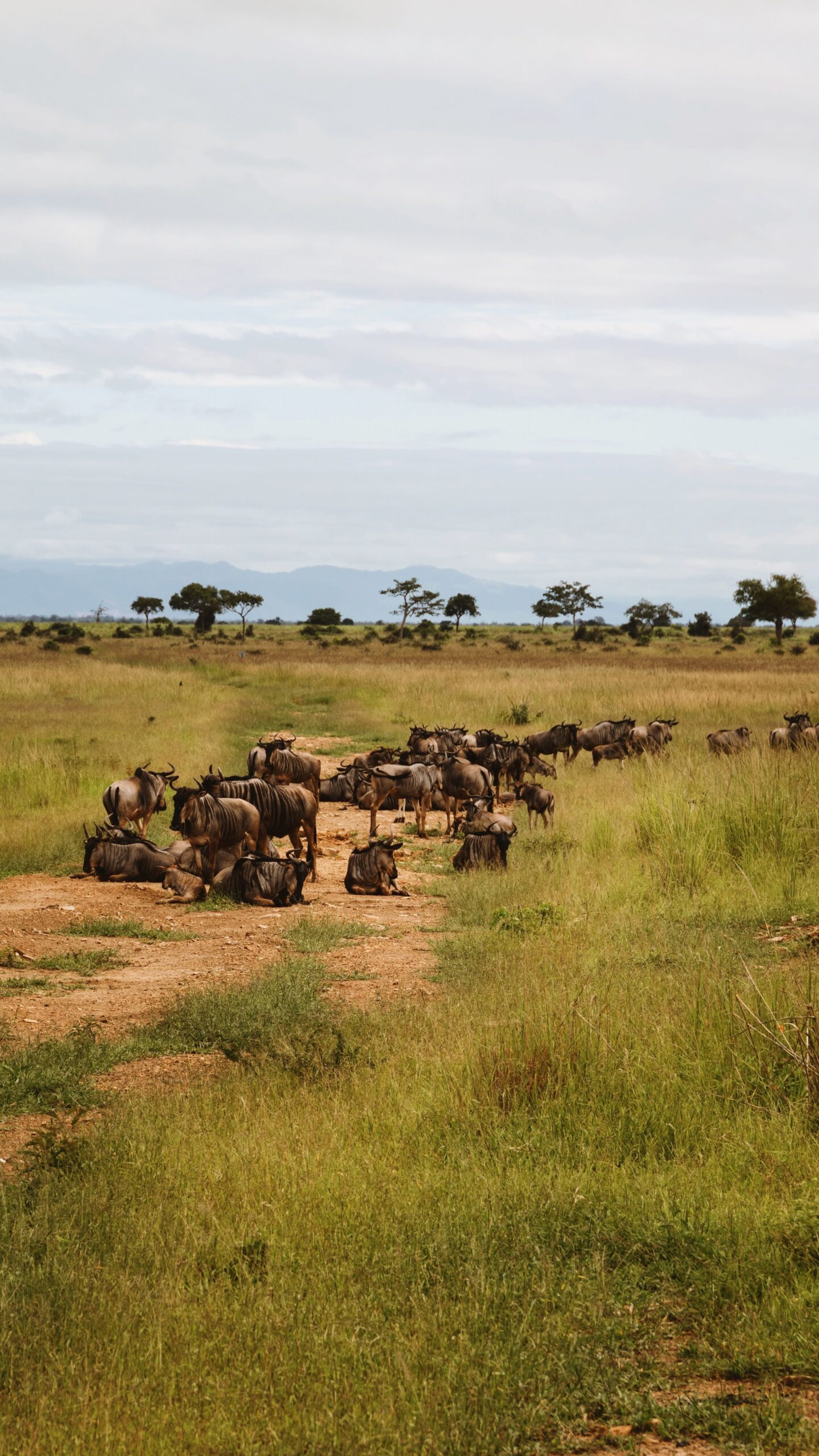 Wildebeest herd migration across plains in Mikumi, Tanzania.